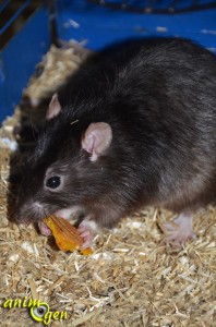 Alimentation : recette de gâteau croustillant à la citrouille pour nos rats et souris