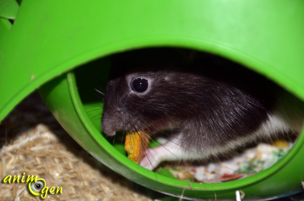 Alimentation : recette de gâteau croustillant à la citrouille pour nos rats et souris