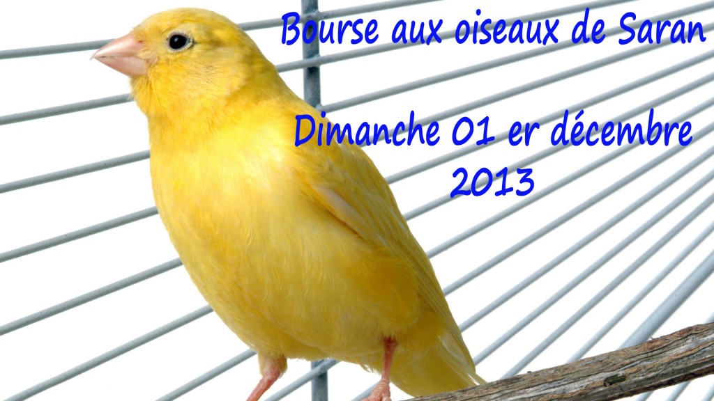  Bourse aux oiseaux à Saran (45), le dimanche 01 er décembre 2013