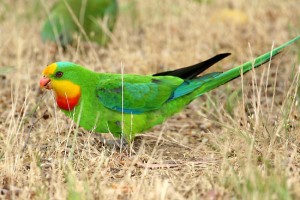 perruche-barraband-superb-parrot-polytelis-swainsonii-perroquet-psittacidé-espèce-alimentation-reproduction-origine-animal-animaux-compagnie-animogen-