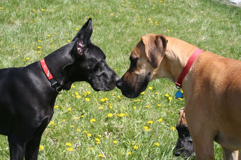 rencontre entre bouledogue francais