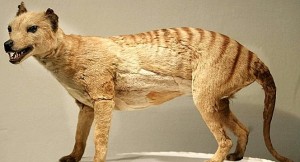 Le Wuxi China Bengal, chien au pelage tigré ?