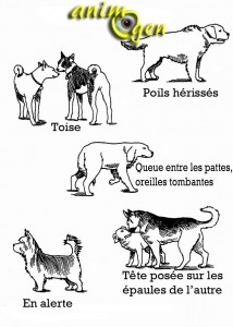 animogen-animal-animaux-compagnie