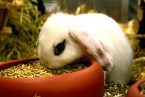 Les lapins sont-ils des gastronomes à grandes oreilles ?