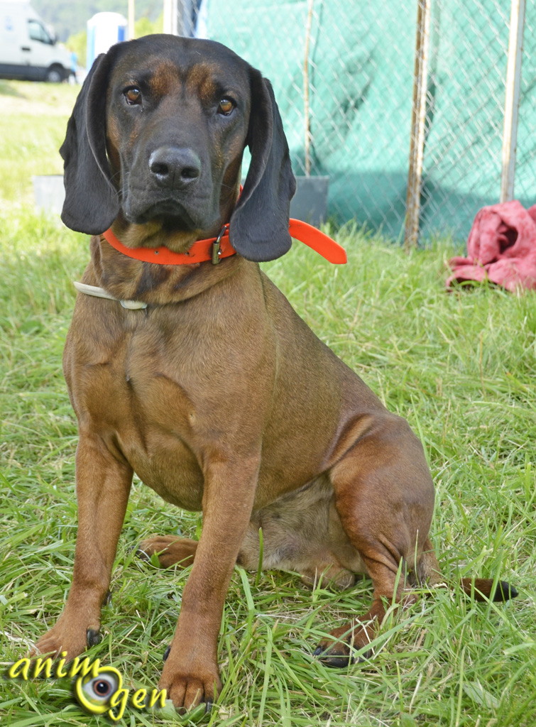 Le chien de rouge de Bavi re origines ducation caract re