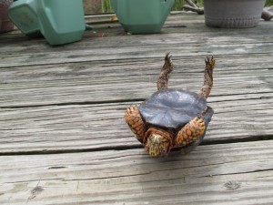 Le hoquet ou le bâillement chez les tortues de terre : illusion ou réalité ?