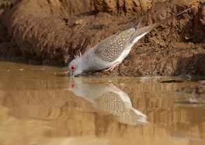 Alimentation, santé : comment pigeons, colombes et tourterelles boivent-ils ?