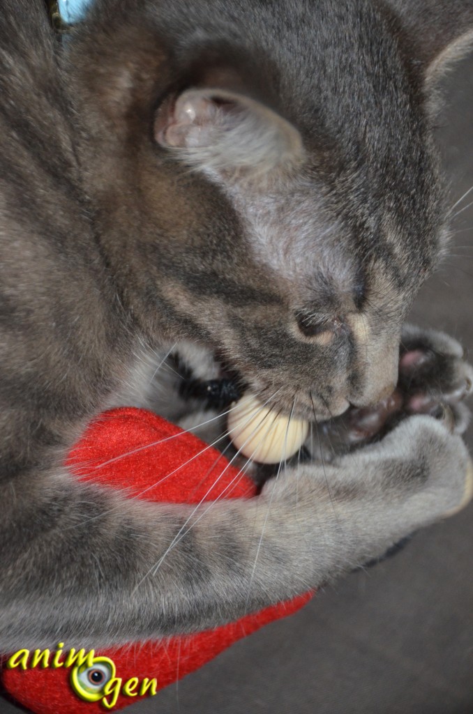 Fabriquez un jouet pour chat  qui a du cœur pour la Saint Valentin