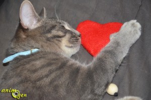 Fabriquez un jouet pour chat  qui a du cœur pour la Saint Valentin