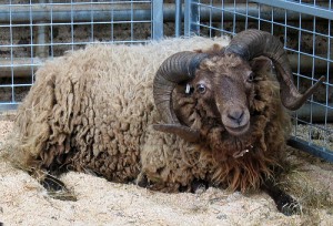 Le mouton d’Ouessant (Ovis aries), race naine bretonne