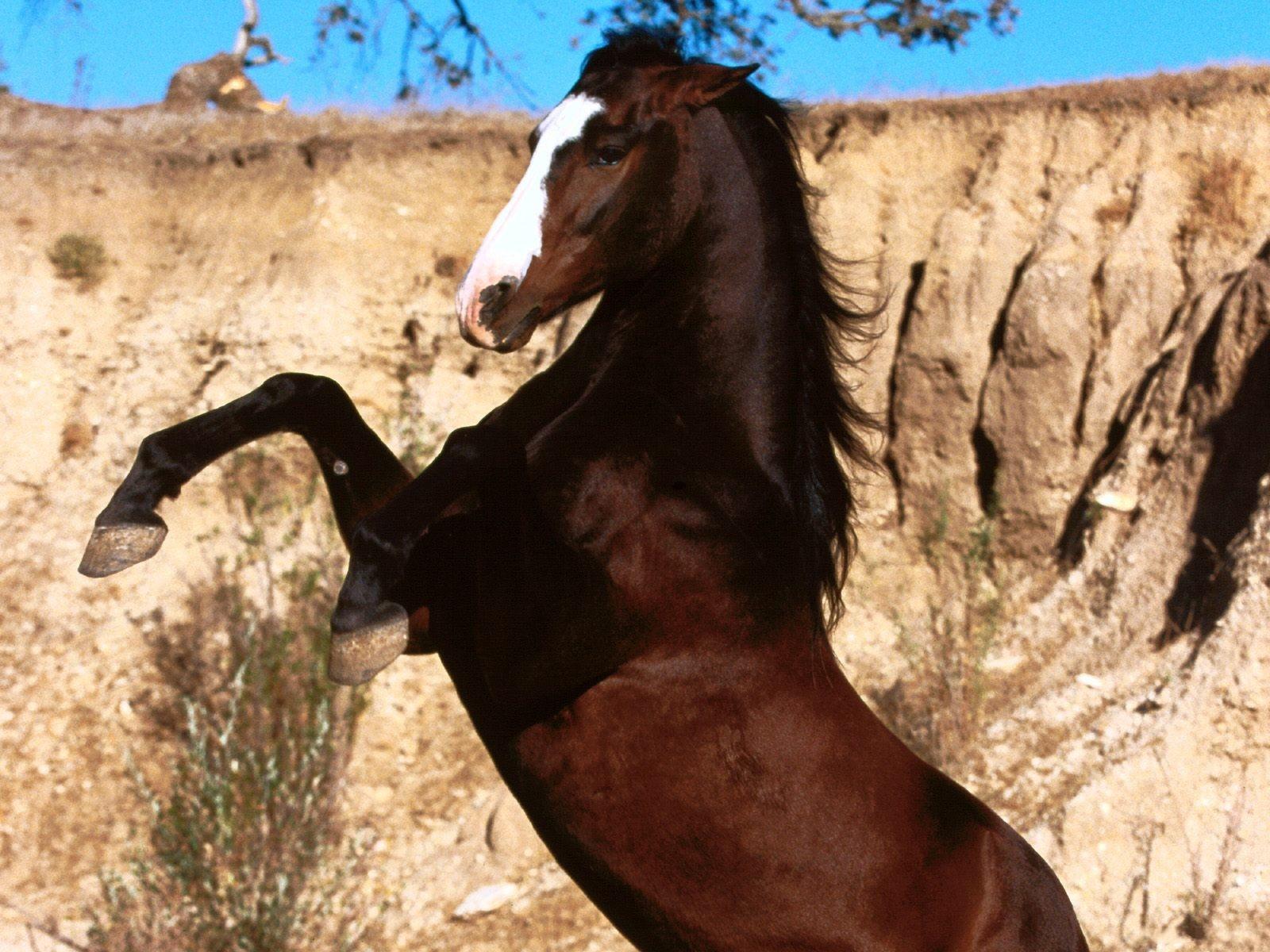 Le Mustang cheval de l gende animOgen