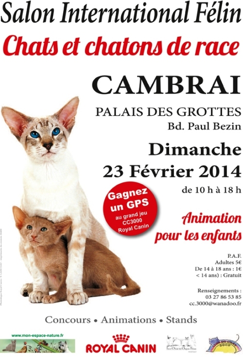 chat cambrai