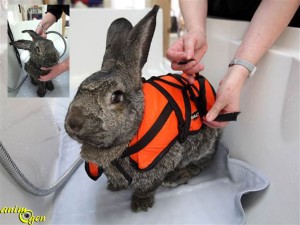 Santé : quand l'hydrothérapie vient au secours de l'arthrite de nos lapins de compagnie