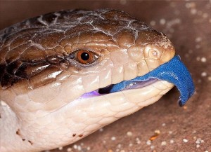 Le scinque à langue bleue, lézard à langue bleue, ou tiliqua scincoïde