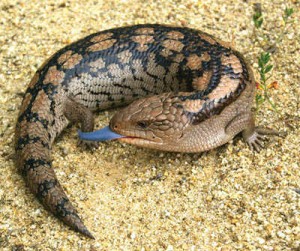 Le scinque à langue bleue, lézard à langue bleue, ou tiliqua scincoïde