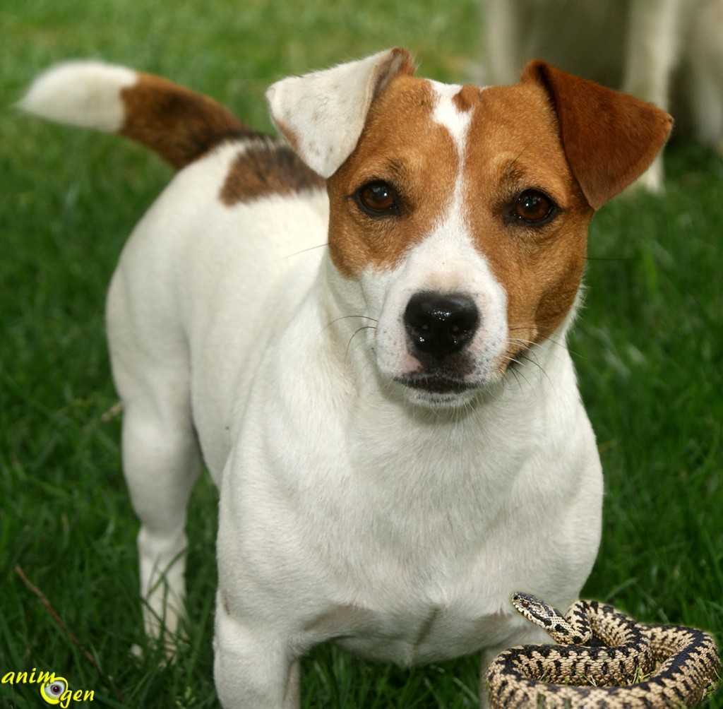 Les chiens tueurs de serpents, antidotes contre les reptiles venimeux