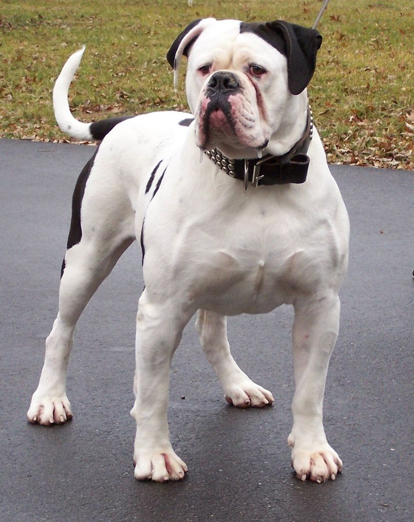 Le Bouledogue am ricain ou American Bulldog animOgen