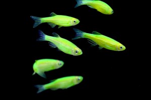 Le Danio fluo, un poisson d'eau douce qui annonce la couleur