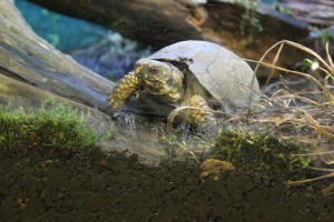 Quel Type De Substrat Utiliser Dans Le Terrarium Dune Tortue De Terre