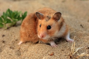 Quel est le comportement normal d'un hamster ?