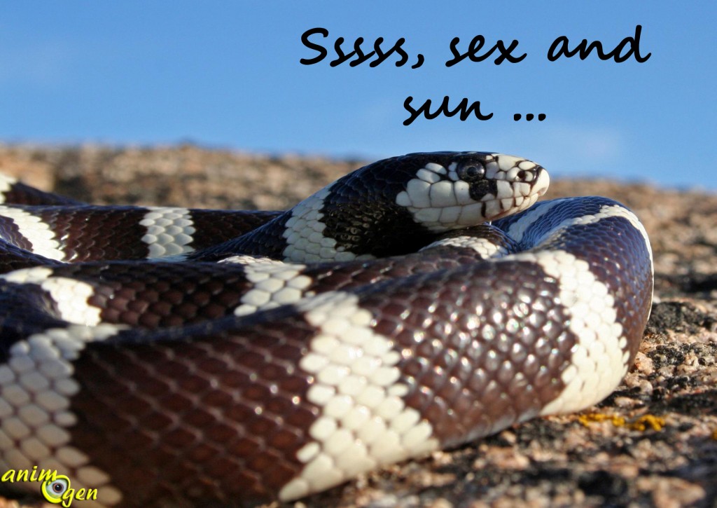 Serpent roi de Californie : éclairage et chauffage du terrarium