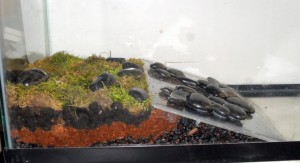 Quel type d'aménagements prévoir pour le terrarium d'une grenouille ?