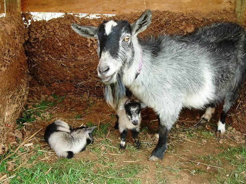 rencontre entre nains