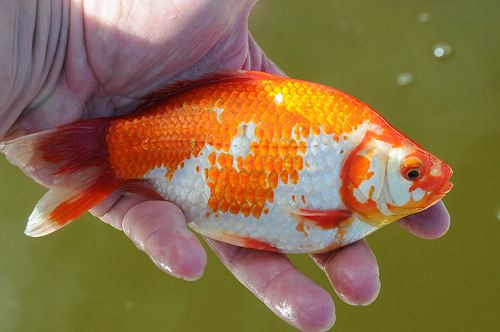 Pourquoi certains poissons rouges Carassius auratus deviennent