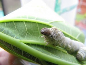 Les bases de la maintenance des papillons en captivité