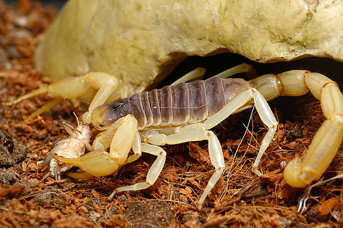 L Alimentation Des Scorpions En Captivite Proie Ration Frequence Animogen