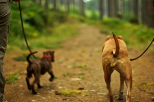 Comment choisir le chien idéal ?