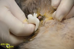 Stérilisation des chats mâles : déroulement de l'opération en images