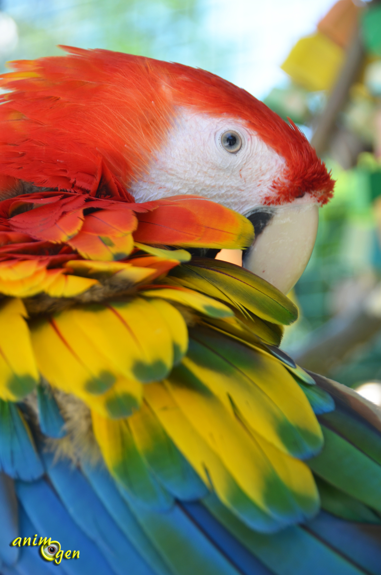 Le perroquet Rosello jaune rouge est assis dans une cage sur un