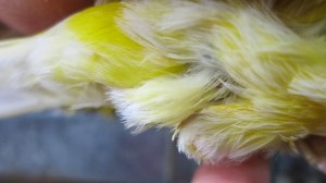 Santé des plumes : la mue annuelle chez le canari (déroulement et précautions)