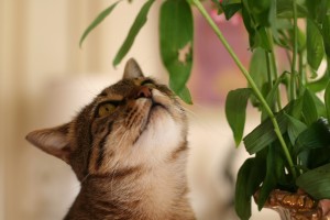 Nuisances domestiques : lorsque chats et plantes ne font pas bon ménage (ingestion, risques, solutions)