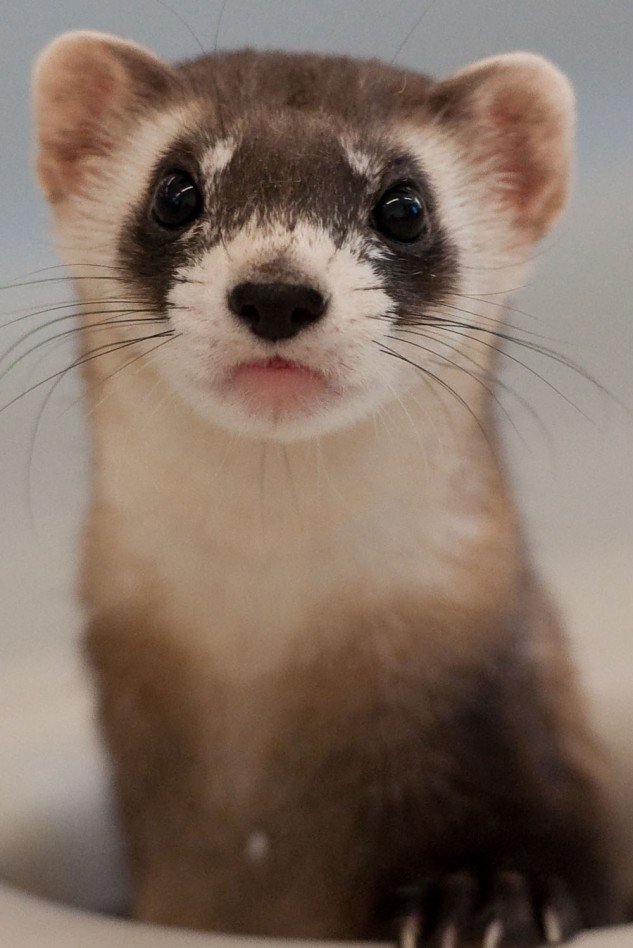 animaux rencontre saillie