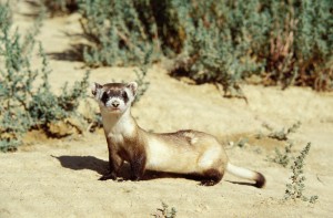 Furet à pieds noirs et chien de prairie, la revanche d'une proie contre les règles établies