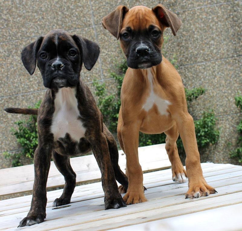 Le Boxer un chien dans tous ses tats animOgen