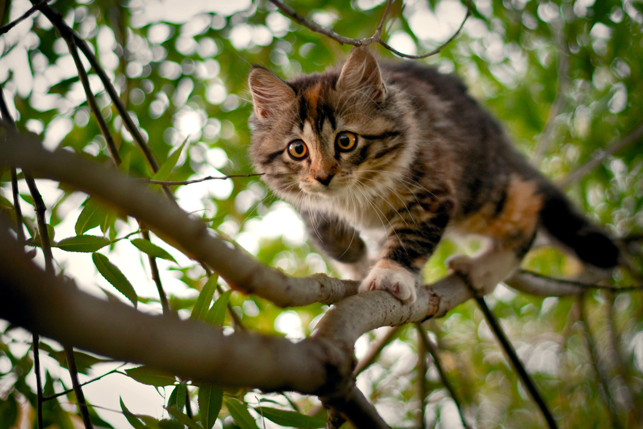 Pourquoi Les Chats Restent Ils Coinces Dans Les Arbres Et Comment Les Faire Descendre Animogen