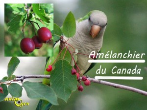 Alimentation : baies d'automne comestibles pour nos perroquets