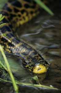 Les atouts du bain pour les serpents