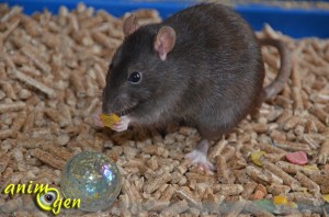 Jouet par détournement d'objet pour nos rats : le roulement à bille