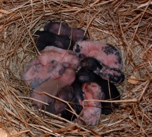 Reproduction et gestation des lapins