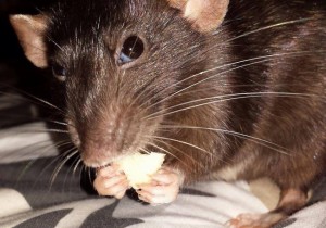 Pourquoi certains rats mangent-ils leurs petits ou ceux des autres ?