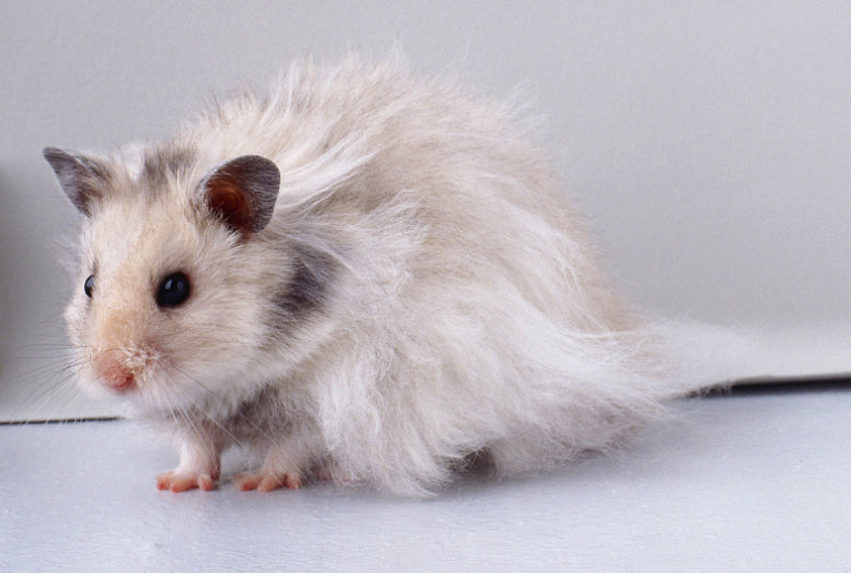 Le hamster angora Mesocricetus auratus animOgen