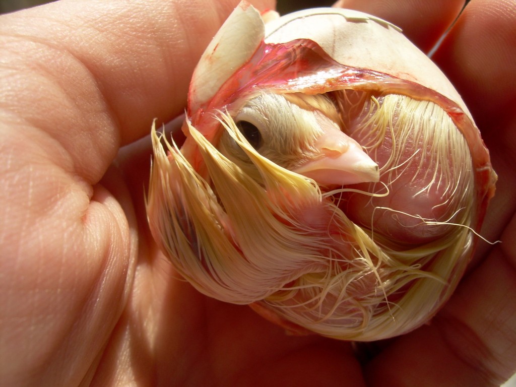 Les super pouvoirs visuels de nos poules