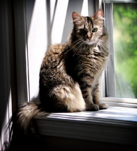 Education : apprenez en douceur à votre chat comment vivre à l'intérieur