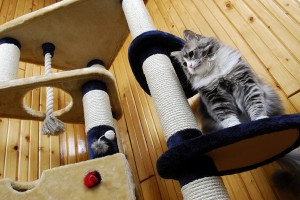 Education : apprenez en douceur à votre chat comment vivre à l'intérieur