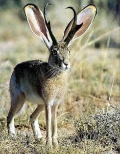 Le Jackalope (Lepus temperamentalus), un insolite lapin cornu 