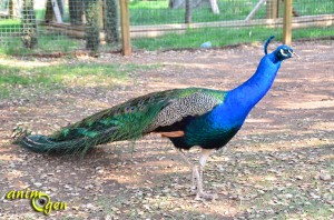 Le paon bleu, Pavo cristatus, oiseau sacré d'Inde